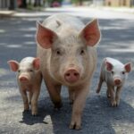 Família de porcos caminhando por rua asfaltada em Águas Claras, DF, com prédios residenciais ao fundo.