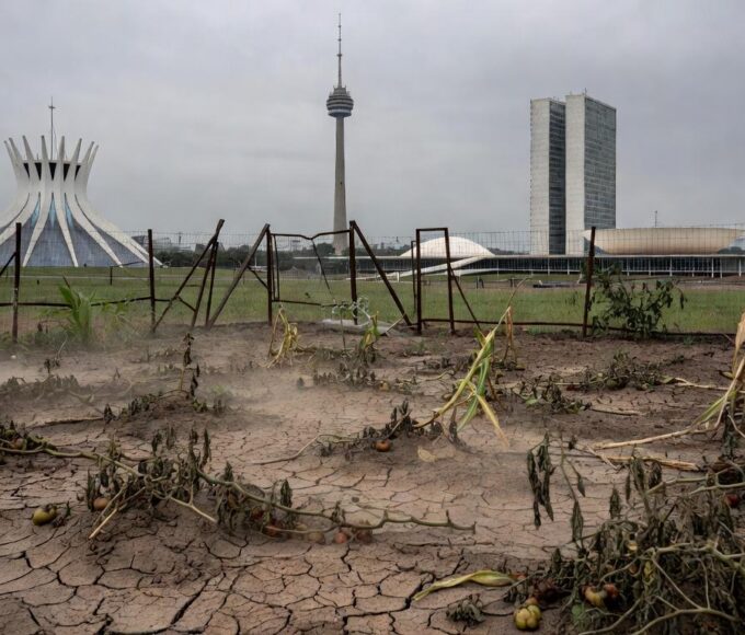 Horta urbana negligenciada em Brasília, com plantas secas e solo rachado, destacando falhas na agricultura urbana.