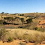 Paisagem do Cerrado no Guará, bioma ameaçado valorizado pelo Projeto Cerrado Vivo.