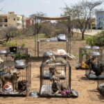 Festival de adoção de pets com cães e gatos em Águas Claras, Brasília