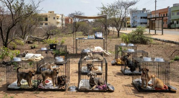 Festival de adoção de pets com cães e gatos em Águas Claras, Brasília