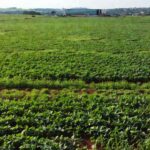 Lavoura de soja no DF sob céu nublado representando crises do setor rural