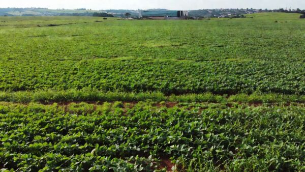 Lavoura de soja no DF sob céu nublado representando crises do setor rural