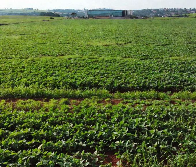 Lavoura de soja no DF sob céu nublado representando crises do setor rural