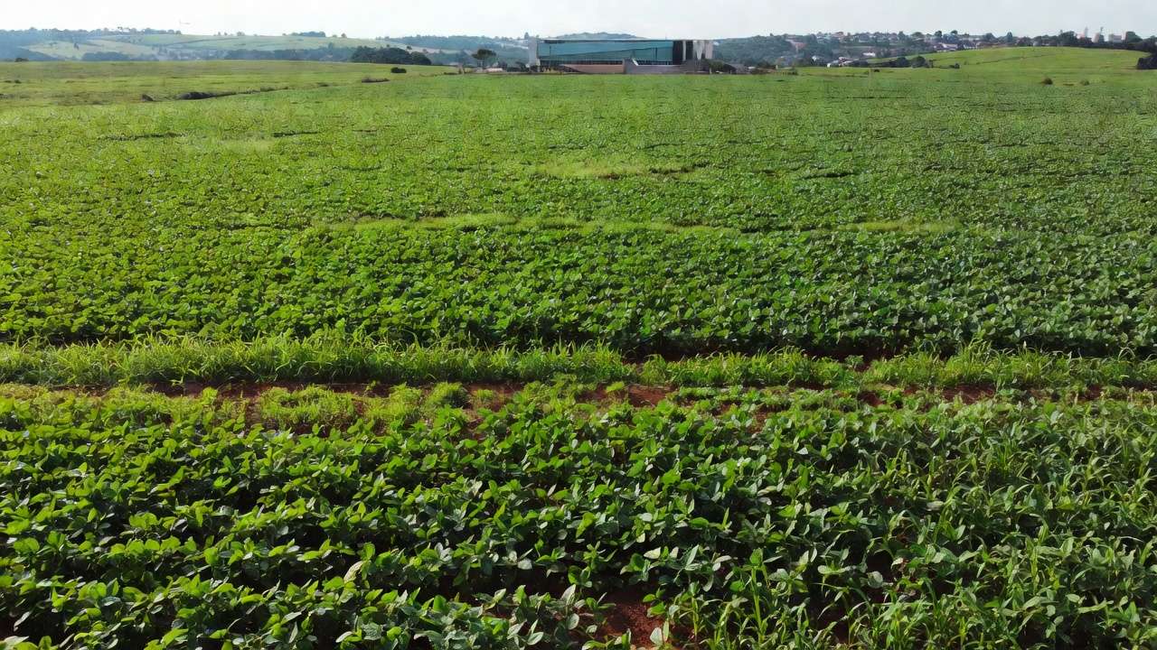 Lavoura de soja no DF sob céu nublado representando crises do setor rural