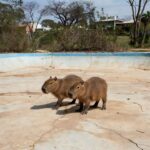 Filhotes de capivara resgatadas de piscina vazia no Lago Norte em Brasília
