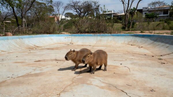 Filhotes de capivara resgatadas de piscina vazia no Lago Norte em Brasília