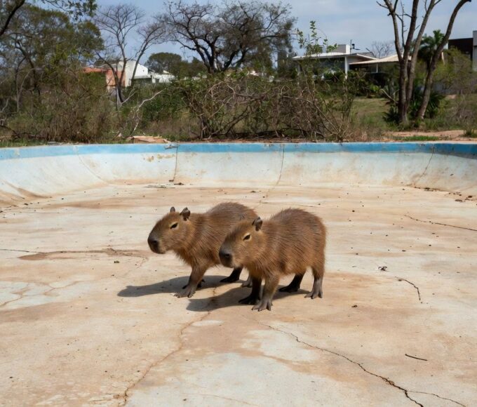 Filhotes de capivara resgatadas de piscina vazia no Lago Norte em Brasília